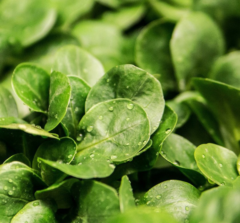 Hojas verdes con gotas de rocío